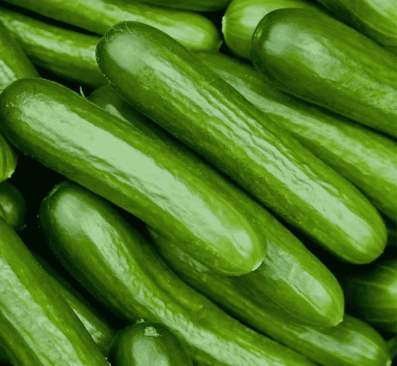 Fstsort’s Advanced Graders Transform Cucumber Processing for Summer Demand