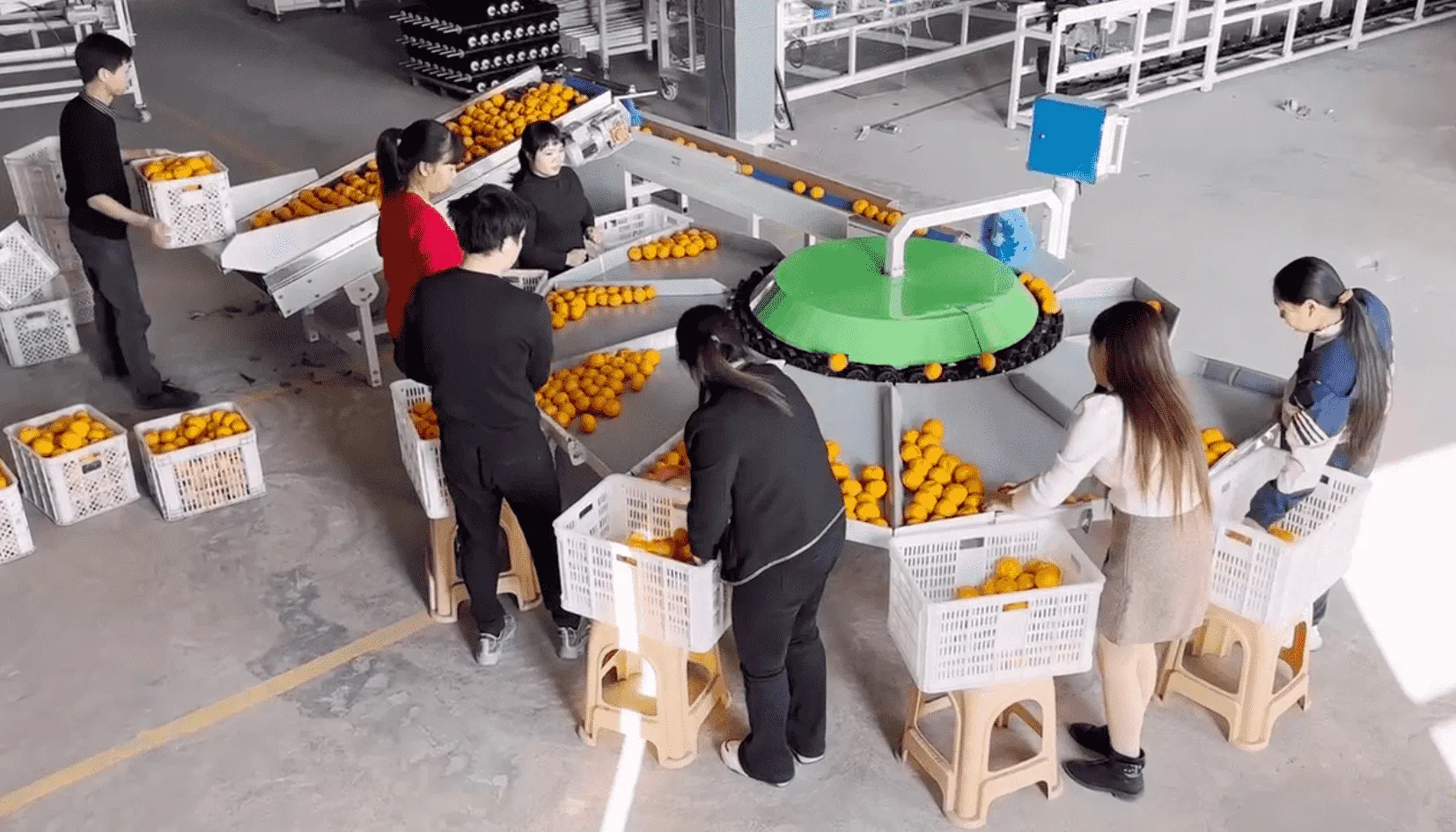 Citrus Season in China