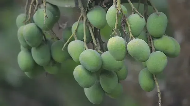 Bangladesh Mango Expected to Start Exporting to China in Summer 2026