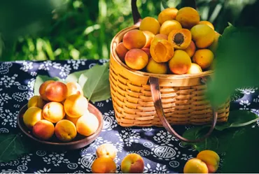 Pak Fruit Garden”Xinjiang taste”