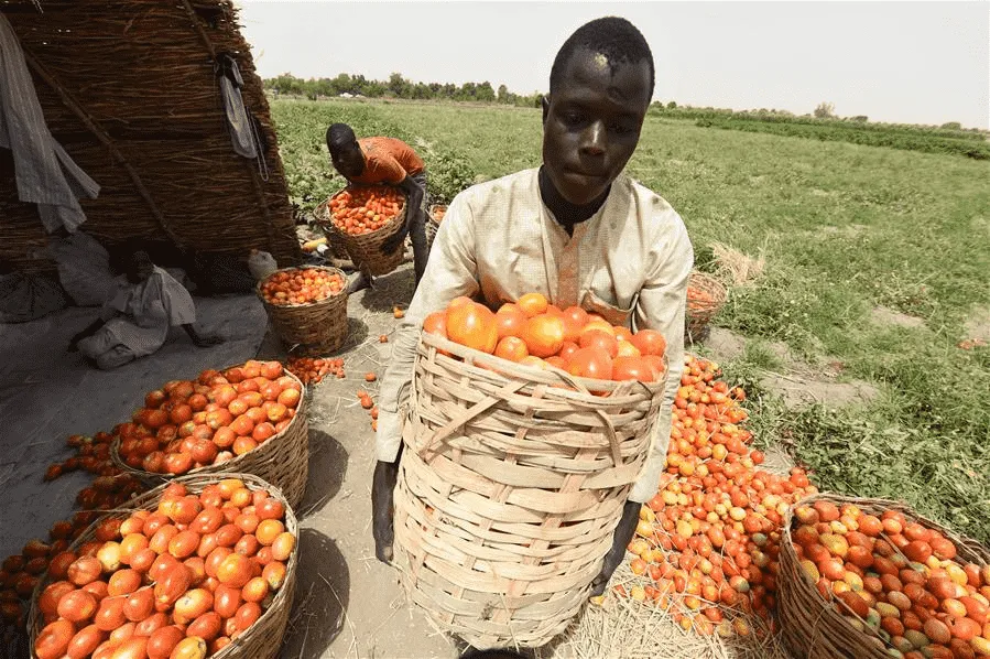 Tomato Sorting Machines Will Be In Nigerian Market