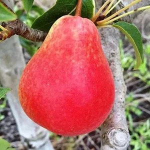 Pears sorting machine