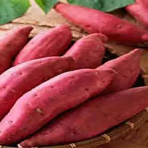 The Science and Machinery Behind Premium Sweet Potato Grading