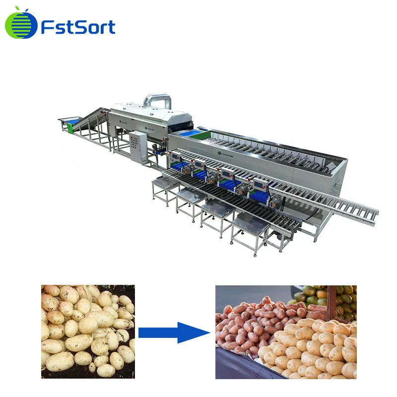 Fstsort potato processing line helps efficient production