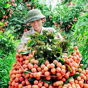 The litchi graders are in production