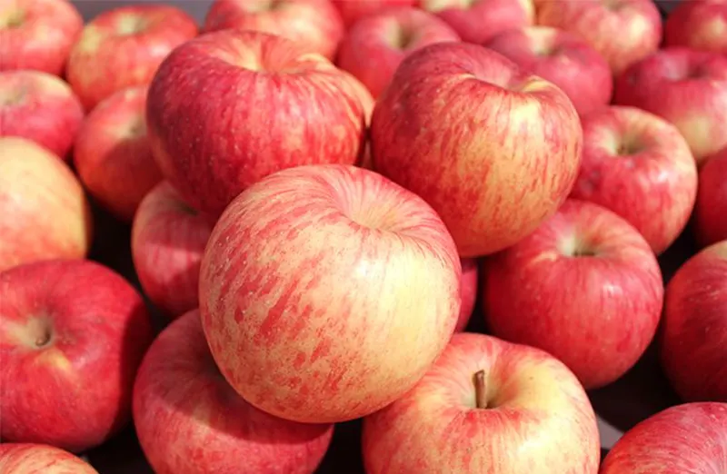 The king of winter fruits: the market for Red Fuji apples and the growing demand for sorting machines