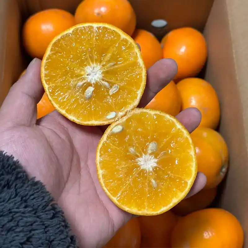 Chinese Fertile Orange