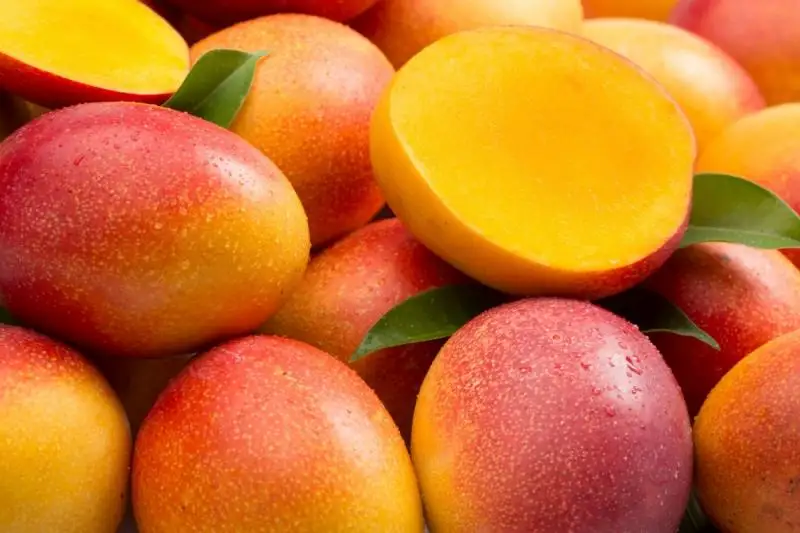 Peruvian mango producers expect production to increase in 2024/25 season