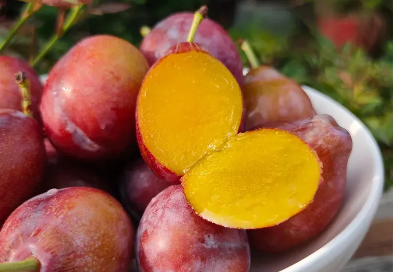 Domestic prunes are put on the market in large quantities, and the price is almost halved