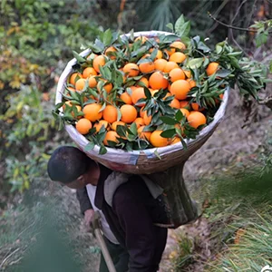 Do you know how to sort navel oranges
