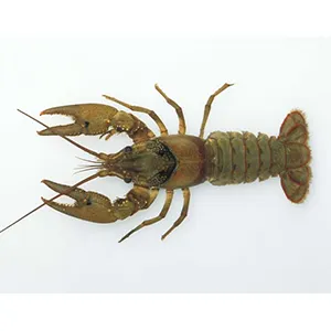 How to efficiently sort crayfish