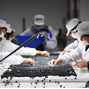 Prospect analysis of American Blueberry market in China