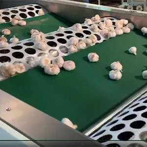 Palmerston North's Premium Garlic Meets FstSort's Processing Precision​