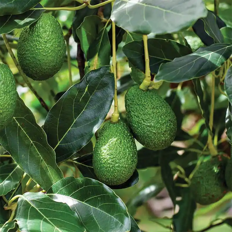 Avocado: From Nutritional Gem to Industrial Success