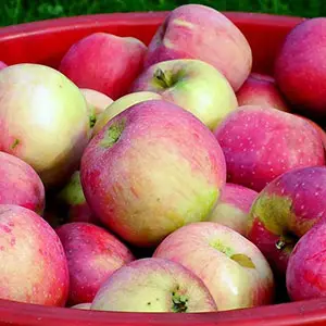 Apple prices have fallen