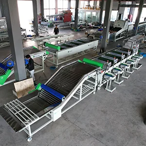 Garlic sorting machine for Egypt exporter