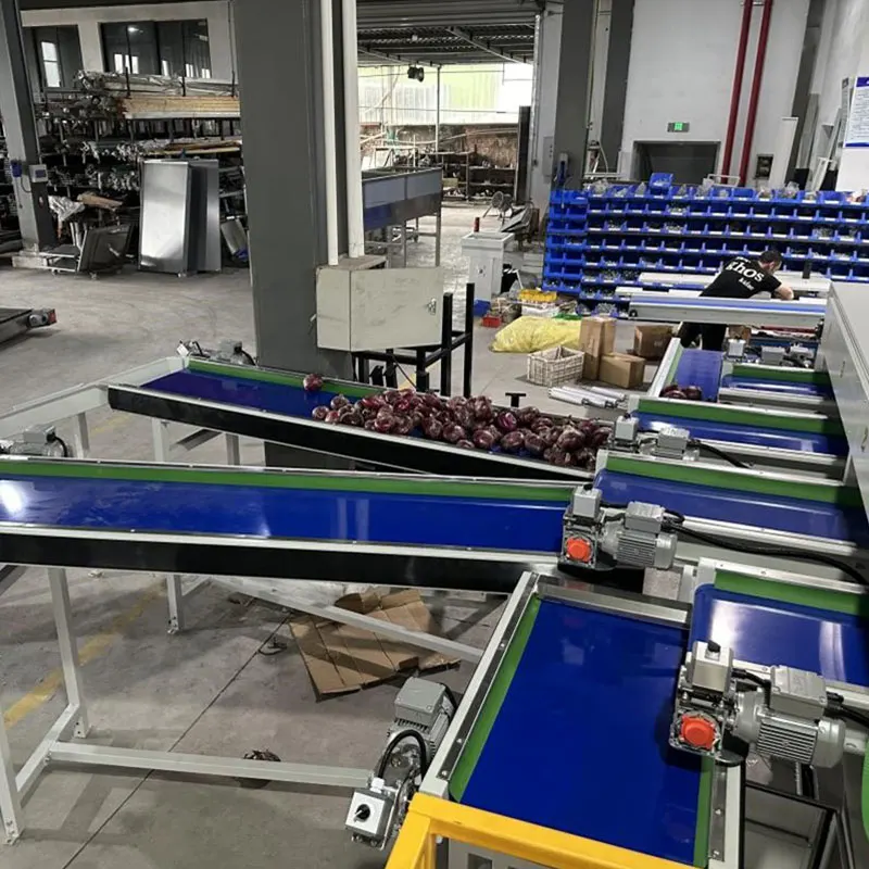 Clasificadora de cebollas turcas: positivo +1