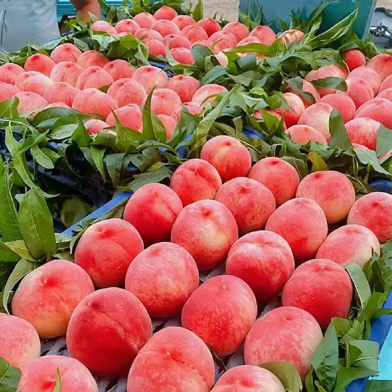 How to quickly sort peaches after harvesting