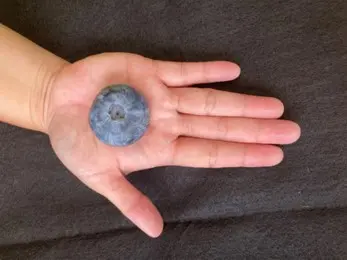 ¡La nueva variedad de arándanos de Costa bate el récord mundial Guinness!