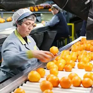 The Spanish citrus season ended early