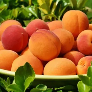 Drupe production in northern hemisphere reduced this winter