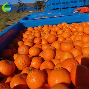 Citrus air drying machine