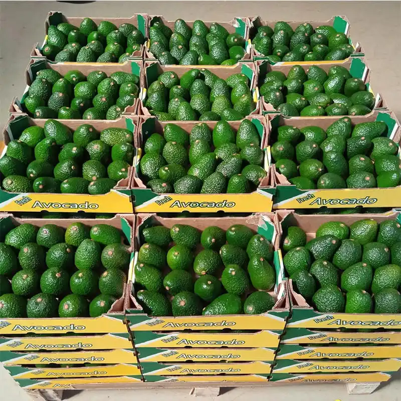 The Kenyan Avocado Expo is about to begin