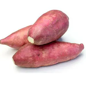 Sweet potato: Sorting by size can be accurate as well