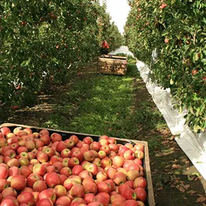 Apple Australia is actively looking to expand into Asia