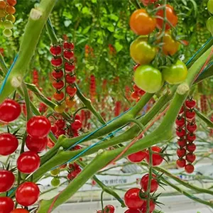 From Desert to Global Markets: DAVA Agricultural Boosts Automation for Cherry Tomato Processing