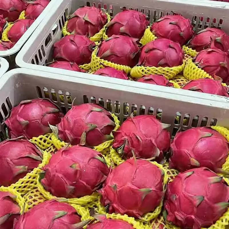 Chinese dragon fruit exports to Dubai reach breakthrough