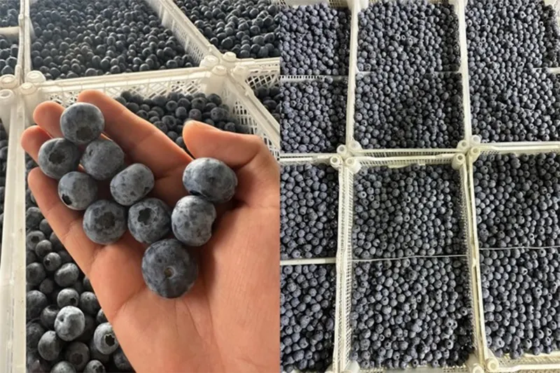 Se espera que la producción colombiana de arándanos crezca un 669 por ciento para 2026