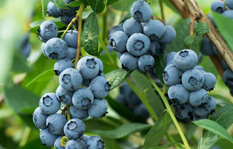 New Zealand Blueberry Industry Sees Strong Growth: Exports, Innovation, and Rising Domestic Deman