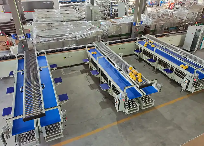 Grape Fruit Sorting Line