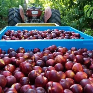 Australian stone fruit exports to the Chinese market this season may face challenges