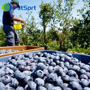 A bumper crop of blueberries in Washington State