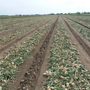 Halved Onion Yields, Strong Market Season Anticipated