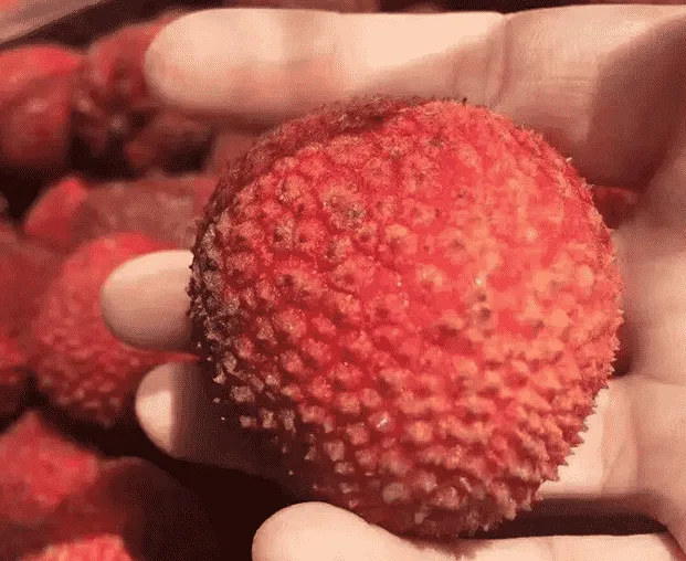 Promising AUS: Queensland Lychee Sorting Machine Market