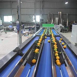 Chile's citrus is allowed to enter the Chinese market