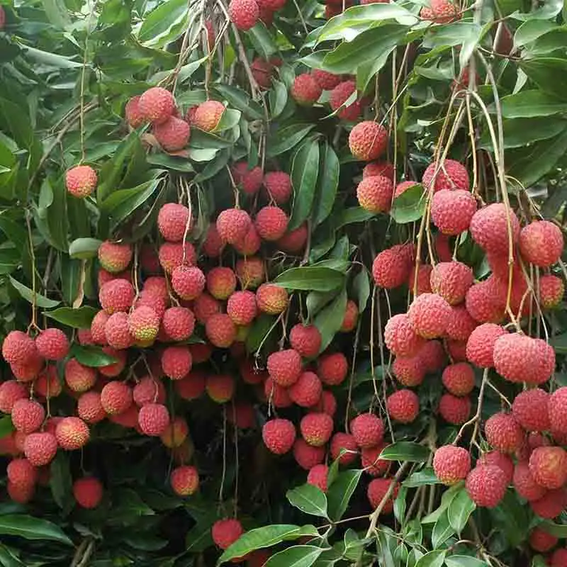 Another year of litchi “Feizixiao”