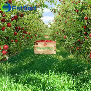 Apple New Zealand expects a decline in production in the 2021-22 season