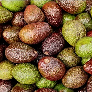 Global Avocado Market: Report Revenue of international avocado market declined