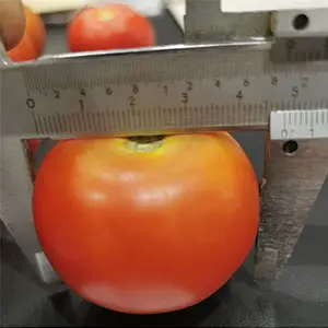 Why not we suggest roller grader for tomato sorting