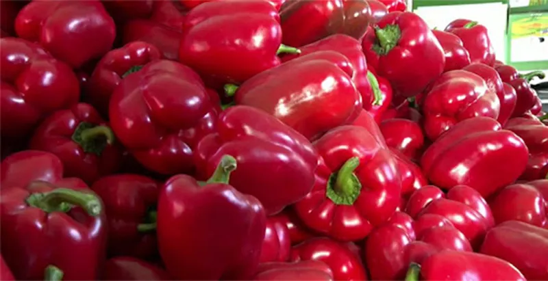 Qinghai peppers are exported to Russia for the first time