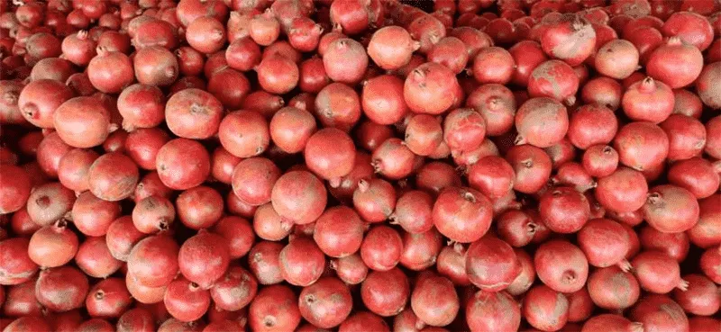 Pomegranate Sorting Machine