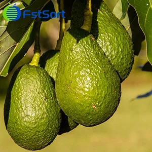 Zimbabue planea exportar 5,000toneladas de aguacates