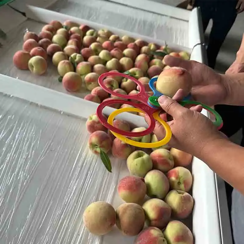 Peaches Sorting Machine works well in our customers’  Packing house