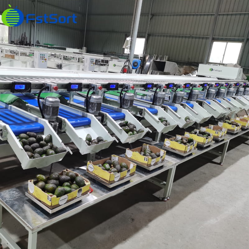 Avocado Sorting Line from Morocco,avocado exporting countries,avocado sorting lines,FstSort,washing,drying,waxing and weight sorting,avocado processing line