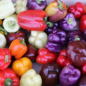 How to add color for peppers in the Greenhouse