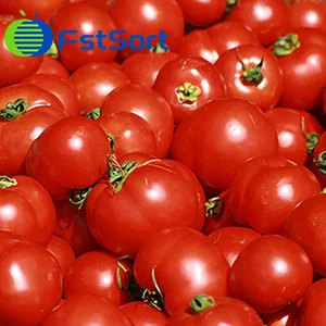 New Moroccan Export Quotas Will Cut Domestic Tomato Prices in Half